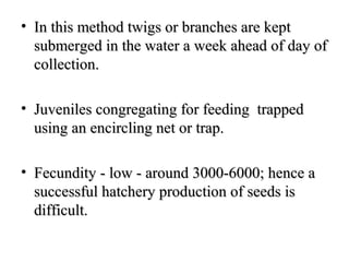 • In this method twigs or branches are kept
  submerged in the water a week ahead of day of
  collection.

• Juveniles congregating for feeding trapped
  using an encircling net or trap.

• Fecundity - low - around 3000-6000; hence a
  successful hatchery production of seeds is
  difficult.
 