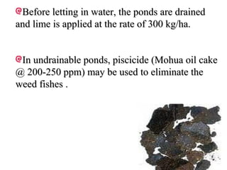 Before letting in water, the ponds are drained
and lime is applied at the rate of 300 kg/ha.


 In undrainable ponds, piscicide (Mohua oil cake
@ 200-250 ppm) may be used to eliminate the
weed fishes .
 