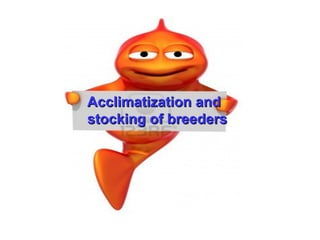 Acclimatization and
stocking of breeders
 
