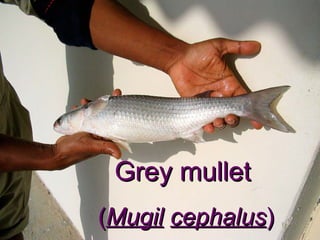 Grey mullet
(Mugil cephalus)
 