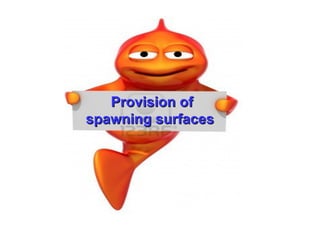 Provision of
spawning surfaces
 