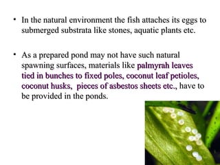 • In the natural environment the fish attaches its eggs to
  submerged substrata like stones, aquatic plants etc.

• As a prepared pond may not have such natural
  spawning surfaces, materials like palmyrah leaves
  tied in bunches to fixed poles, coconut leaf petioles,
  coconut husks, pieces of asbestos sheets etc., have to
  be provided in the ponds.
 