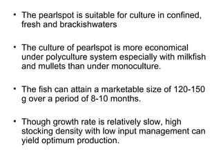 • The pearlspot is suitable for culture in confined,
  fresh and brackishwaters

• The culture of pearlspot is more economical
  under polyculture system especially with milkfish
  and mullets than under monoculture.

• The fish can attain a marketable size of 120-150
  g over a period of 8-10 months.

• Though growth rate is relatively slow, high
  stocking density with low input management can
  yield optimum production.
 