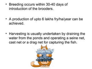 • Breeding occurs within 30-40 days of
  introduction of the brooders.

• A production of upto 6 lakhs fry/ha/year can be
  achieved.

• Harvesting is usually undertaken by draining the
  water from the ponds and operating a seine net,
  cast net or a drag net for capturing the fish.
 