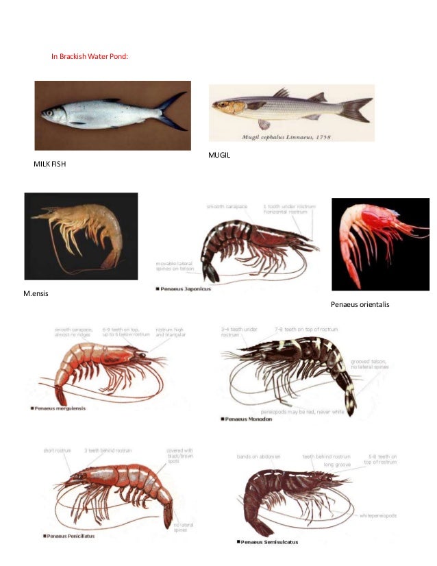 Brackish water fishes