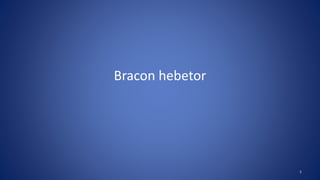 Bracon hebetor
1
 