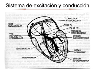 Sistema de excitación y conducción
 