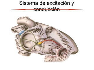 Sistema de excitación y
conducción
 
