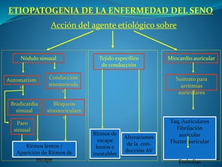 ETIOPATOGENIA DE LA ENFERMEDAD DEL SENO
Acción del agente etiológico sobre
Nódulo sinusal
Automatism
o
Conducción
sinoauricula
r
Bradicardia
sinusal
Paro
sinusal
Bloqueos
sinoauriculare
s
Ritmos lentos /
Aparición de Ritmos de
escape
Tejido específico
de conducción
Alteraciones
de la con-
ducción AV
Ritmos de
escape
lentos e
inestables
Miocardio auricular
Sustrato para
arritmias
auriculares
Taq. Auriculares
Fibrilación
auricular
Flutter auricular
Embolias
 