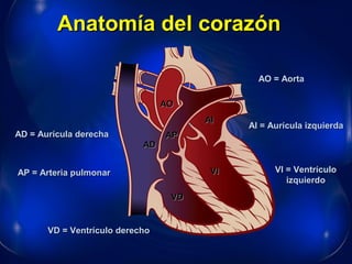 Anatomía del corazónAnatomía del corazón
AO = AortaAO = Aorta
AI = Aurícula izquierdaAI = Aurícula izquierda
AD = Aurícula derechaAD = Aurícula derecha
VD = Ventrículo derechoVD = Ventrículo derecho
VI = VentrículoVI = Ventrículo
izquierdoizquierdo
ADAD
AIAI
VDVD
VIVI
AOAO
AP = Arteria pulmonarAP = Arteria pulmonar
APAP
 
