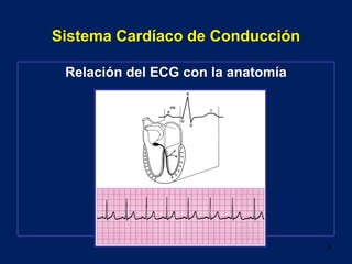 Sistema Cardíaco de Conducción
Relación del ECG con la anatomía
3
 