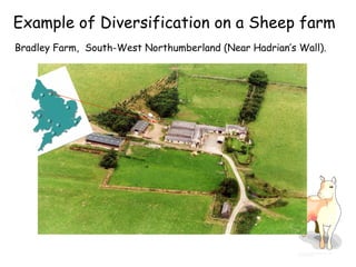 Example of Diversification on a Sheep farm . Bradley Farm,  South-West Northumberland (Near Hadrian’s Wall).   