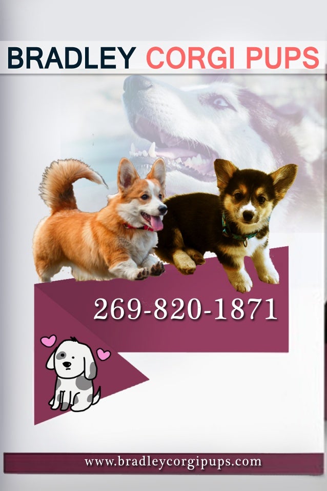 puppies for sale near by me