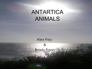 ANTARTICA ANIMALS Alex Frey  & Brady Egan 