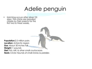 Adelie penguin   Hatching occurs after about 35 days. The chicks are brooded closely by their parents for the first two to three weeks. Population: 2.5 million pairs Location:  Antarctic region Size:  About 30 inches tall  Weight: 11 pounds Diet:  Fish, krill, & other small crustaceans Nests:  Circle mounds of small stones & pebbles   