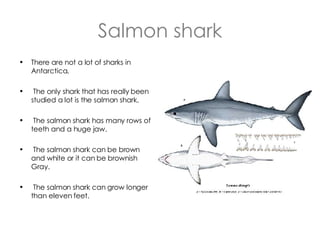 Salmon shark There are not a lot of sharks in Antarctica. The only shark that has really been studied a lot is the salmon shark. The salmon shark has many rows of teeth and a huge jaw. The salmon shark can be brown and white or it can be brownish Gray. The salmon shark can grow longer than eleven feet. 