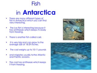 Fish in   Antarctica There are many different types of fish in Antarctica which you can find very interesting. The ice fish is interesting because it has antifreeze which keeps it's body from freezing. There is another fish called cod. It is very big and can grow to the average size of 18-39 inches. The cod weighs up to 10-11 pounds and migrates usually to the Atlantic and Pacific oceans. The cod has antifreeze which keeps it from freezing.   