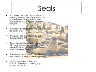 Seals Not every animal can stand the freezing cold water of the Antarctic, but the seals of Antarctica can because of its 2-4 inches of thick blubber. They stay by shore and live close to packs of ice. The pups are even born on ice during April or May. Even though they live in water they still can't stay under water for their whole lifetime, so they come up out of water every 2 minutes. The seals of Antarctica look like a manatee but they have a big snout. Its size is a little smaller than a dolphin. The seals can be gray, brown, or black.   That’s a fur sea 