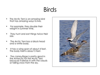Birds The Arctic Tern is an amazing bird that has amazing ways to live. For example, they double their weight in summer time. They hunt and eat things twice their size. The Arctic Tern has a black head and a white body. It has a wing span of about 4 feet. The body itself is about 5 feet. The camouflage is pretty good in the Antarctic for the Arctic Tern because it blends in with the clouds or falling snow from the sky. 