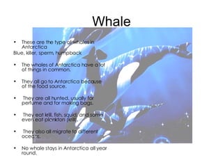 Whale These are the type of whales in Antarctica  Blue, killer, sperm, humpback The whales of Antarctica have a lot of things in common.  They all go to Antarctica because of the food source. They are all hunted, usually for perfume and for making bags. They eat krill, fish, squid, and some even eat plankton (krill). They also all migrate to different oceans.  No whale stays in Antarctica all year round.  