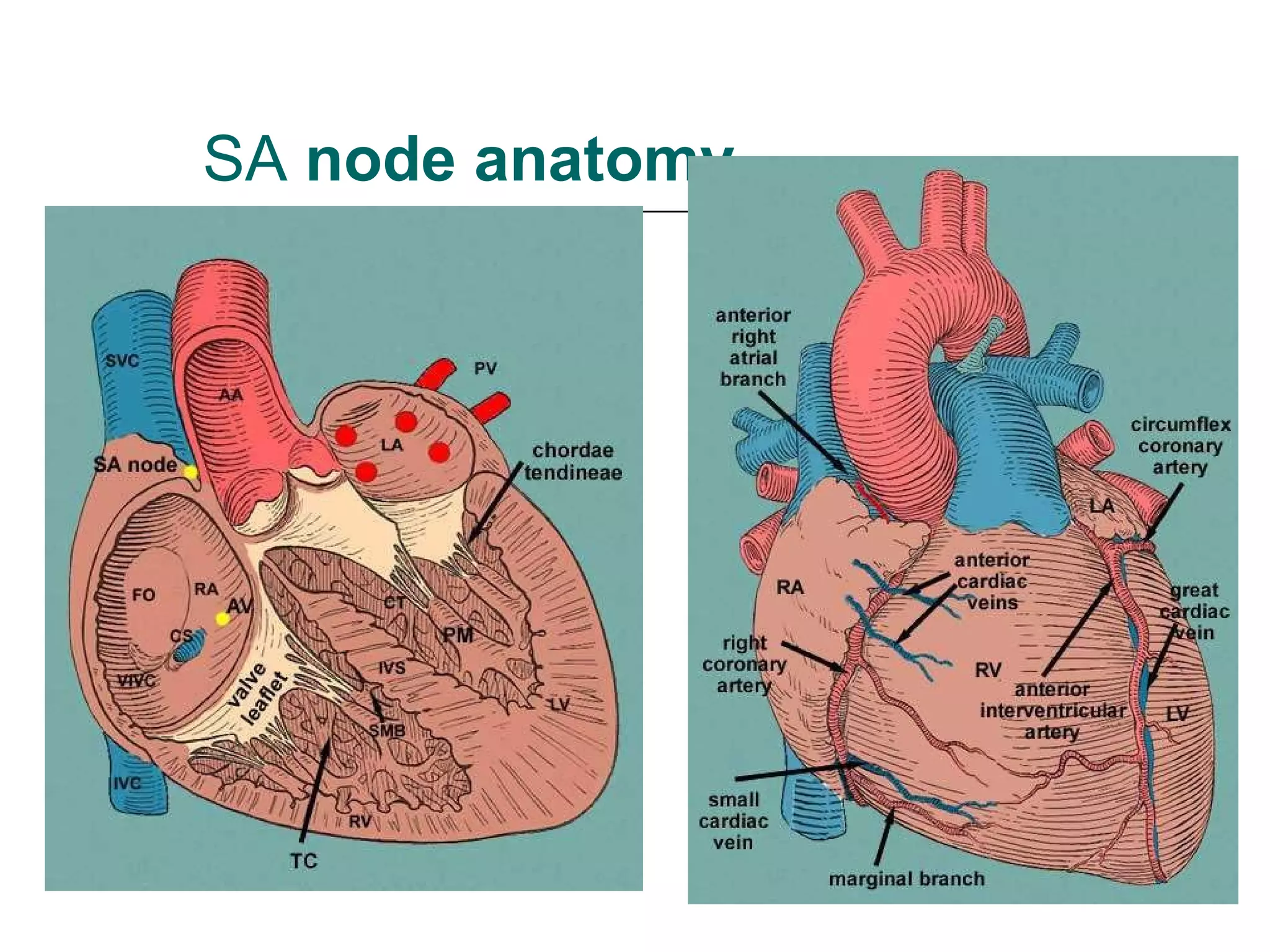 SA  node anatomy 
