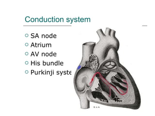 Conduction system SA node Atrium AV node  His bundle Purkinji system 