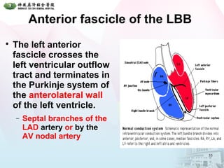 Anterior fascicle of the LBB

The left anterior
fascicle crosses the
left ventricular outflow
tract and terminates in
the Purkinje system of
the anterolateral wall
of the left ventricle.
− Septal branches of the
LAD artery or by the
AV nodal artery
55
 