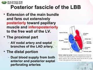 Posterior fascicle of the LBB

Extension of the main bundle
and fans out extensively
posteriorly toward papillary
muscle and inferoposteriorly
to the free wall of the LV.

The proximal part
− AV nodal artery and septal
branches of the LAD artery.

The distal portion
− Dual blood supply from both
anterior and posterior septal
perforating arteries 57
 