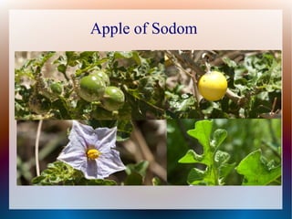 Apple of Sodom
 
