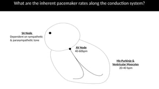Bradycardias and AVB IN MEDICAL APPROACH | PPTX