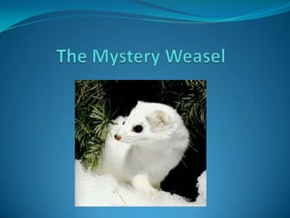 The Mystery Weasel 
