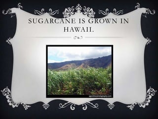 SUGARCANE IS GROWN IN
       HAWAII.
 