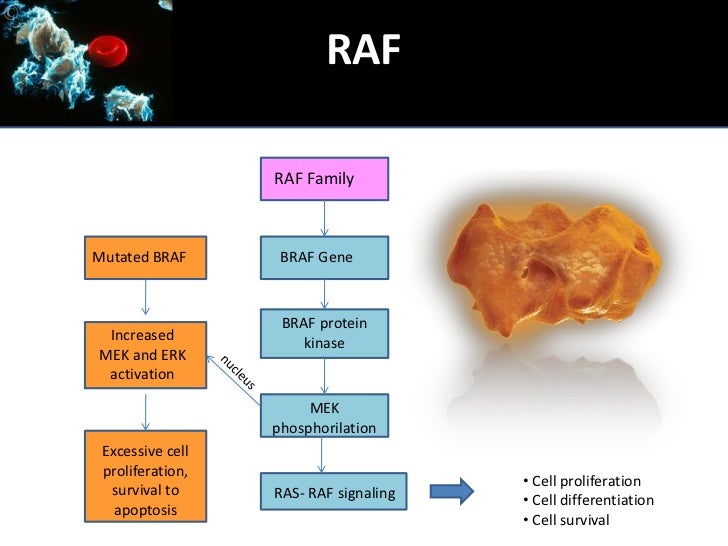 Braf mutations in Hairy Cell Leukemia