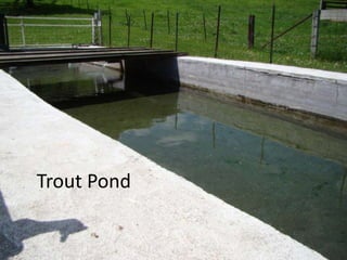 Trout Pond