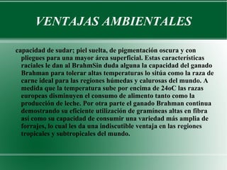 VENTAJAS AMBIENTALES capacidad de sudar; piel suelta, de pigmentación oscura y con pliegues para una mayor área superficial. Estas características raciales le dan al BrahmSin duda alguna la capacidad del ganado Brahman para tolerar altas temperaturas lo sitúa como la raza de carne ideal para las regiones húmedas y calurosas del mundo. A medida que la temperatura sube por encima de 24oC las razas europeas disminuyen el consumo de alimento tanto como la producción de leche. Por otra parte el ganado Brahman continua demostrando su eficiente utilización de gramíneas altas en fibra así como su capacidad de consumir una variedad más amplia de forrajes, lo cual les da una indiscutible ventaja en las regiones tropicales y subtropicales del mundo. 