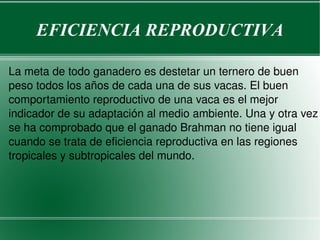 La meta de todo ganadero es destetar un ternero de buen peso todos los años de cada una de sus vacas. El buen comportamiento reproductivo de una vaca es el mejor indicador de su adaptación al medio ambiente. Una y otra vez se ha comprobado que el ganado Brahman no tiene igual cuando se trata de eficiencia reproductiva en las regiones tropicales y subtropicales del mundo. EFICIENCIA REPRODUCTIVA 