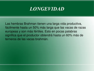 LONGEVIDAD Las hembras Brahman tienen una larga vida productiva, fácilmente hasta un 50% más larga que las vacas de razas europeas y son más fértiles. Esto en pocas palabras significa que el productor obtendrá hasta un 60% más de terneros de las vacas brahmán. 