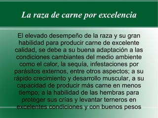 La raza de carne por excelencia El elevado desempeño de la raza y su gran habilidad para producir carne de excelente calidad, se debe a su buena adaptación a las condiciones cambiantes del medio ambiente como el calor, la sequía, infestaciones por parásitos externos, entre otros aspectos; a su rápido crecimiento y desarrollo muscular, a su capacidad de producir más carne en menos tiempo; a la habilidad de las hembras para proteger sus crías y levantar terneros en excelentes condiciones y con buenos pesos 