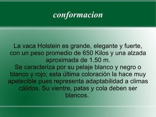 conformacion La vaca Holstein es grande, elegante y fuerte, con un peso promedio de 650 Kilos y una alzada aproximada de 1.50 m. Se caracteriza por su pelaje blanco y negro o blanco y rojo; esta última coloración la hace muy apetecible pues representa adaptabilidad a climas cálidos. Su vientre, patas y cola deben ser blancos.  