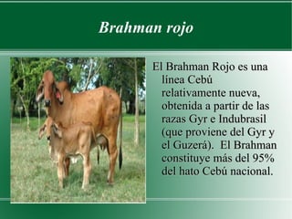 Brahman rojo El Brahman Rojo es una línea Cebú relativamente nueva, obtenida a partir de las razas Gyr e Indubrasil (que proviene del Gyr y el Guzerá).  El Brahman constituye más del 95% del hato Cebú nacional.  