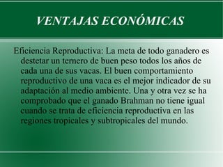 VENTAJAS ECONÓMICAS  Eficiencia Reproductiva: La meta de todo ganadero es destetar un ternero de buen peso todos los años de cada una de sus vacas. El buen comportamiento reproductivo de una vaca es el mejor indicador de su adaptación al medio ambiente. Una y otra vez se ha comprobado que el ganado Brahman no tiene igual cuando se trata de eficiencia reproductiva en las regiones tropicales y subtropicales del mundo. 
