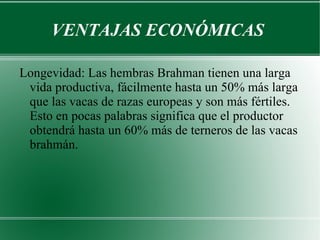 VENTAJAS ECONÓMICAS  Longevidad: Las hembras Brahman tienen una larga vida productiva, fácilmente hasta un 50% más larga que las vacas de razas europeas y son más fértiles. Esto en pocas palabras significa que el productor obtendrá hasta un 60% más de terneros de las vacas brahmán. 