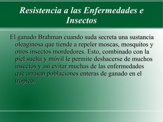 Resistencia a las Enfermedades e Insectos El ganado Brahman cuando suda secreta una sustancia oleaginosa que tiende a repeler moscas, mosquitos y otros insectos mordedores. Esto, combinado con la piel suelta y móvil le permite deshacerse de muchos insectos y así evitar muchas de las enfermedades que arrasan poblaciones enteras de ganado en el trópico. 