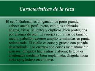 Caracteristicas de la raza  El cebú Brahman es un ganado de porte grande, cabeza ancha, perfil recto, con ojos achinados negros, vivos, salientes y elípticos, bien protegidos por arrugas de piel. Las orejas son vivas de tamaño medio, pabellón externo amplio terminadas en punta redondeada. El cuello es corto y grueso con papada desarrollada. Los cuernos son cortos medianamente gruesos, dirigidos hacia atrás y afuera; la giba es arriñonada mediana bien implantada, dirigida hacia atrás apoyándose en el dorso.  