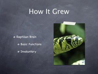 How It Grew
Reptilian Brain
Basic Functions
Involuntary