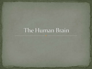 The Human Brain