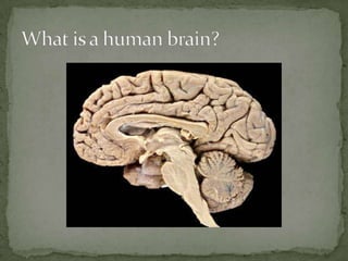 What is a human brain?