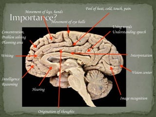 Importance?Feel of heat, cold, touch, pain.Movement of legs, handsMovement of eye ballsUsing wordsUnderstanding speechConcentration,Problem solvingPlanning areaInterpretationWritingVision centerIntelligenceReasoningHearingImage recognitionOrigination of thoughts