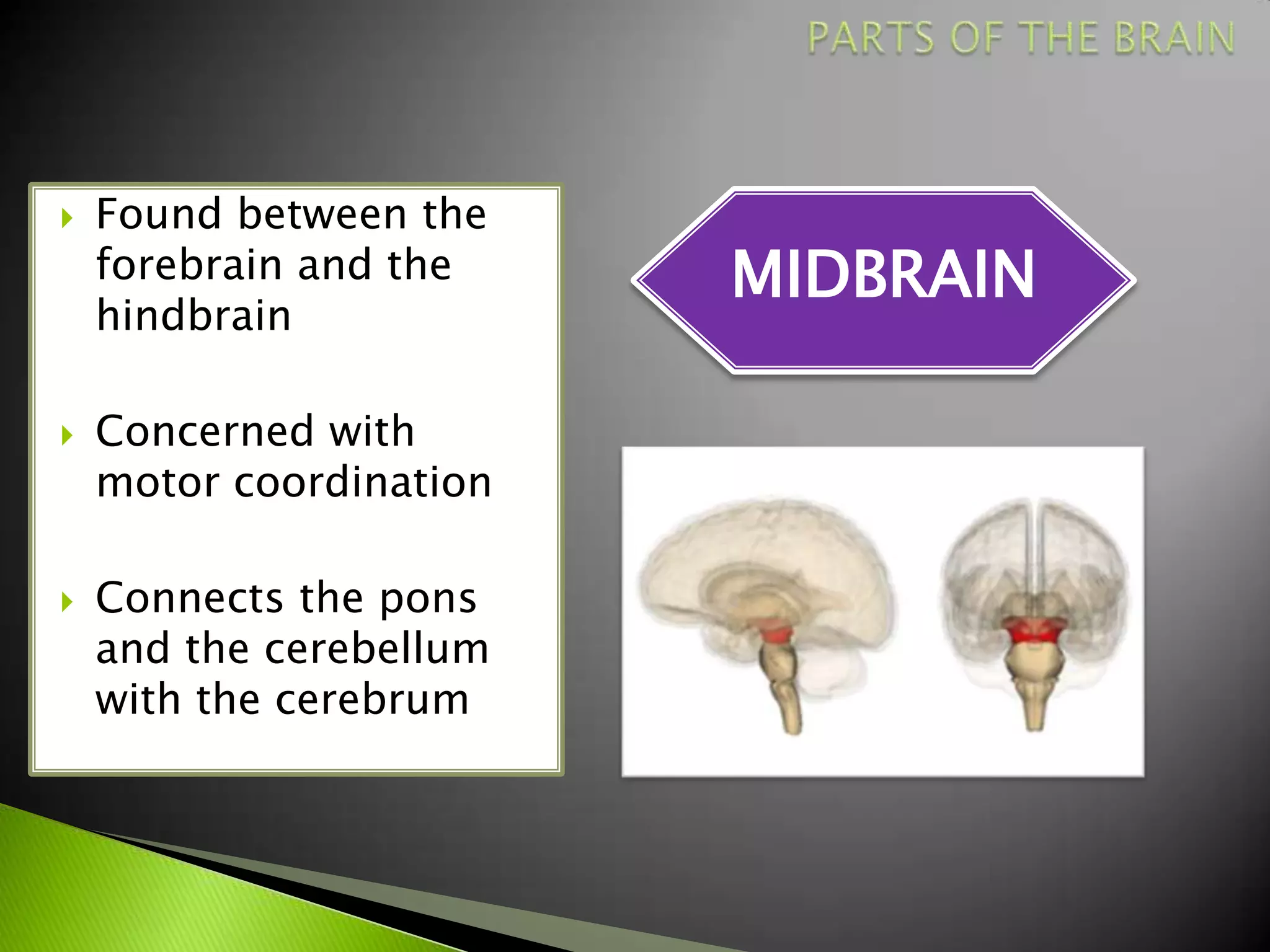    Found between the
    forebrain and the    MIDBRAIN
    hindbrain

   Concerned with
    motor coordination

   Connects the pons
    and the cerebellum
    with the cerebrum
 