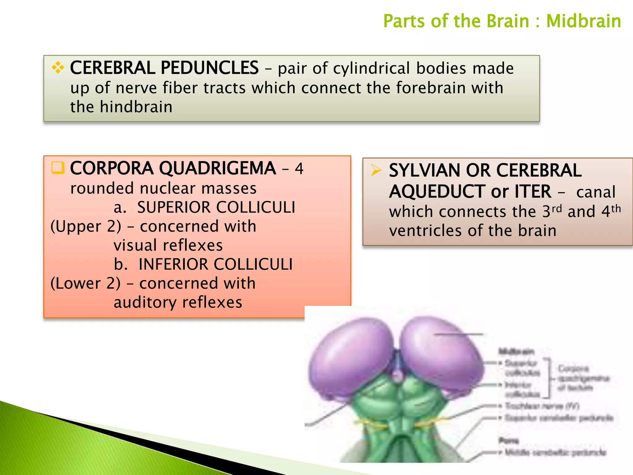 Parts of the Brain : Midbrain

 CEREBRAL PEDUNCLES – pair of cylindrical bodies made
  up of nerve fiber tracts which connect the forebrain with
  the hindbrain


 CORPORA QUADRIGEMA – 4                  SYLVIAN OR CEREBRAL
   rounded nuclear masses                  AQUEDUCT or ITER - canal
        a. SUPERIOR COLLICULI              which connects the 3rd and 4th
(Upper 2) – concerned with                 ventricles of the brain
        visual reflexes
        b. INFERIOR COLLICULI
(Lower 2) – concerned with
        auditory reflexes
 